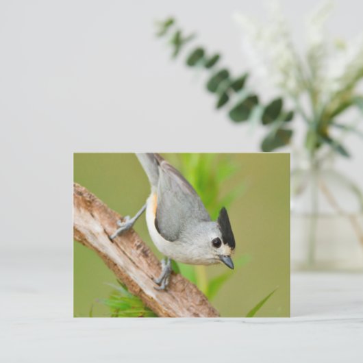 Schwarz-Crested-Titmouse Postkarte (Stehend Vorderseite)