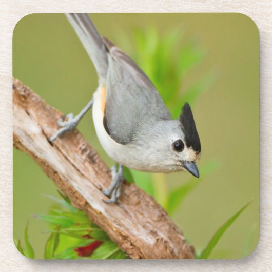Schwarz-Crested-Titmouse Untersetzer (Vorderseite)