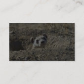 Schwarz-Füßiges Frettchen (Gefangener) Visitenkarte (Rückseite)