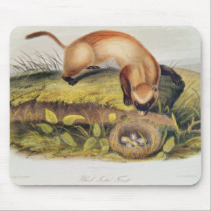 Schwarz-füßiges Frettchen Mousepad