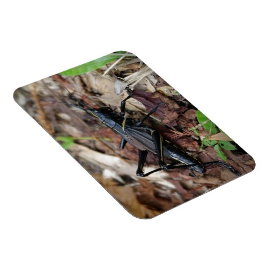 Schwarz-Gelb-Cricket Magnet (Rechte Seite)