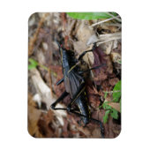 Schwarz-Gelb-Cricket Magnet (Vertikal)