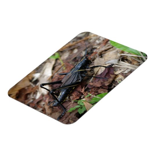 Schwarz-Gelb-Cricket Magnet (Linke Seite)