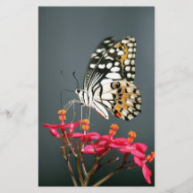 Schwarz-Gelb-Schmetterling auf rosa Blume