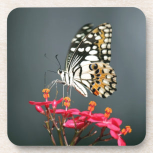 Schwarz-Gelb-Schmetterling auf rosa Blume Getränkeuntersetzer