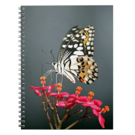 Schwarz-Gelb-Schmetterling auf rosa Blume Notizblock