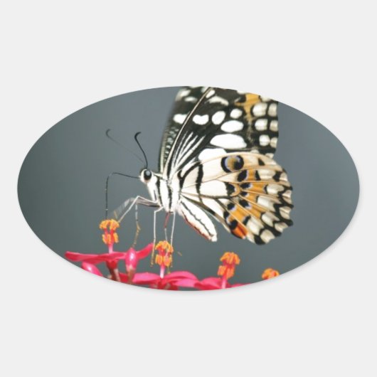 Schwarz-Gelb-Schmetterling auf rosa Blume Ovaler Aufkleber (Vorderseite)