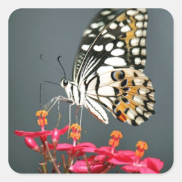 Schwarz-Gelb-Schmetterling auf rosa Blume Quadratischer Aufkleber