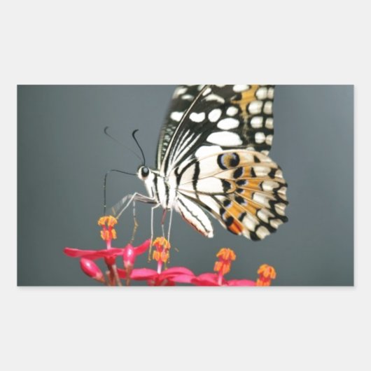 Schwarz-Gelb-Schmetterling auf rosa Blume Rechteckiger Aufkleber (Vorderseite)