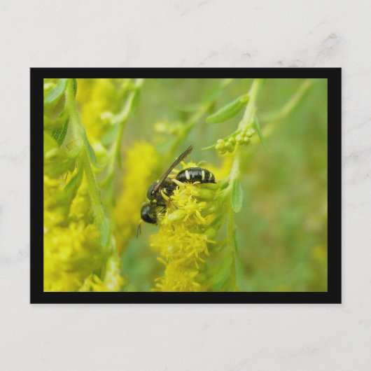 Schwarz-Gelb-Wasch-Postkarte Postkarte (Vorderseite)