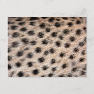 Schwarz-gepunkteter Gepard-Pelz oder Skin Textur-V Postkarte
