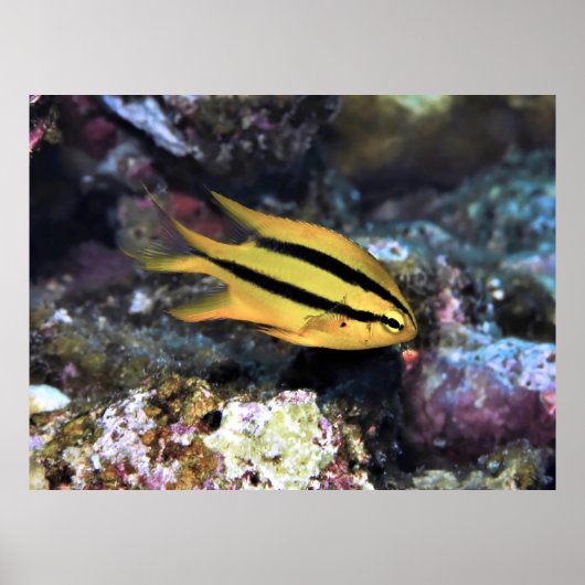 Schwarz-Gold-Damselfish Poster (Vorne)