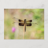 Schwarz-Gold-Dragonfly Postkarte (Vorderseite)