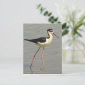 Schwarz-Hals-Stilt-Postkarte Postkarte (Stehend Vorderseite)