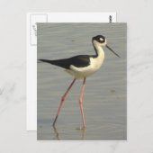 Schwarz-Hals-Stilt-Postkarte Postkarte (Vorne/Hinten)