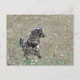 Schwarz Lab Hund schaut zu Postkarte