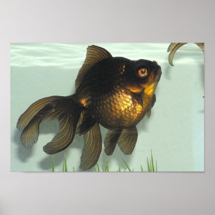 Schwarz-machen Sie Goldfisch-Portfolio fest Poster