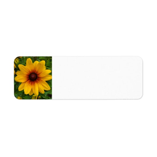 Schwarz-mit Augen Susan (Vorne)