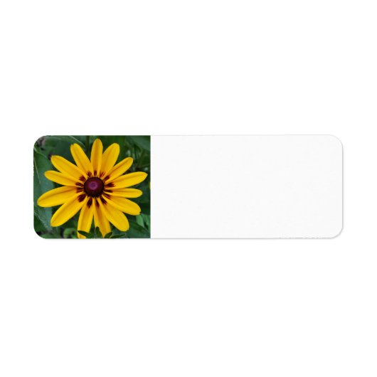 Schwarz-mit Augen Susan (Vorne)