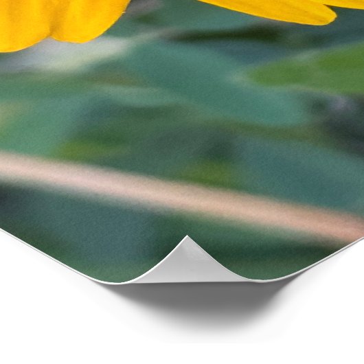 Schwarz-mit Augen Susan Blume Poster (Ecke)