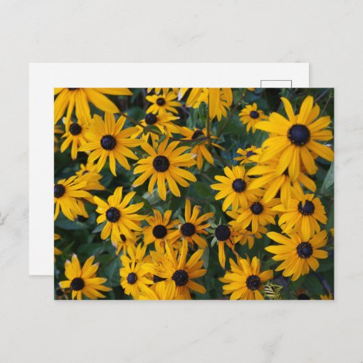 Schwarz-mit Augen Susan-Blume Postkarte (Vorne/Hinten)