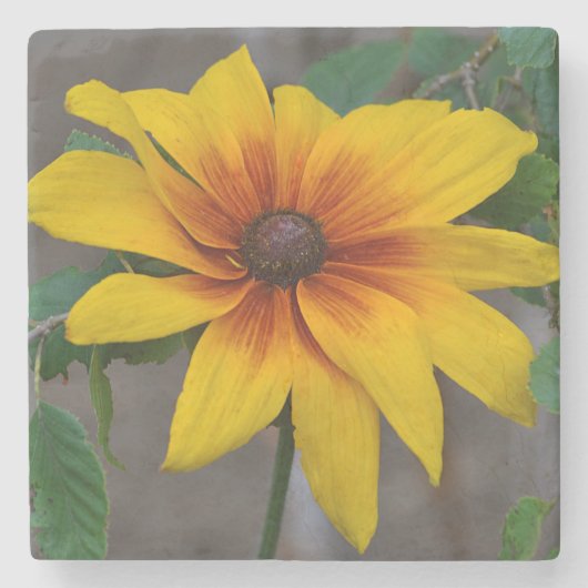 Schwarz-mit Augen-Susan Floral Steinuntersetzer (Vorderseite)