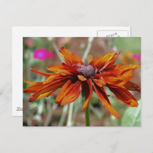 Schwarz Mit Augen Susan Flower Fotokarte Postkarte (Vorne/Hinten)