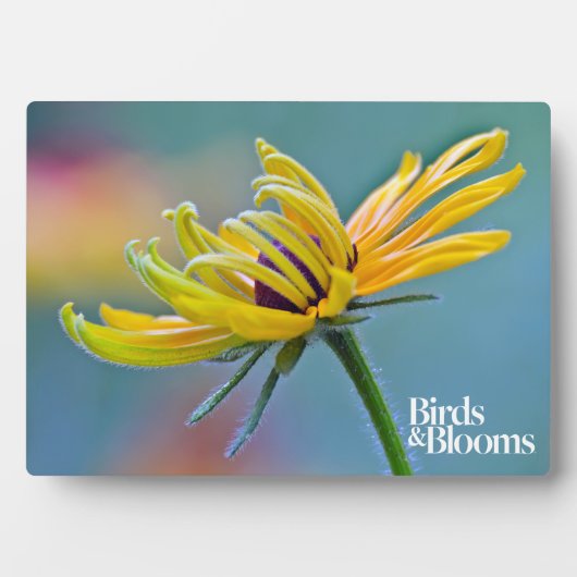 Schwarz-mit Augen Susan Fotoplatte (Vorderseite)