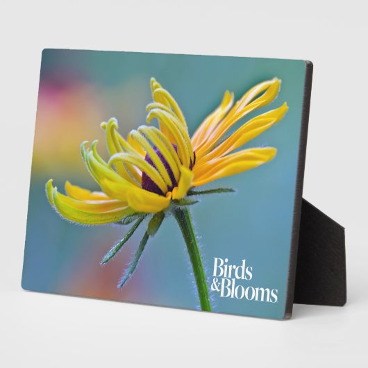 Schwarz-mit Augen Susan Fotoplatte (Seite)