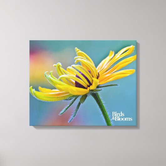 Schwarz-mit Augen Susan Leinwanddruck (Vorderseite)