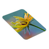 Schwarz-mit Augen Susan Magnet (Rechte Seite)