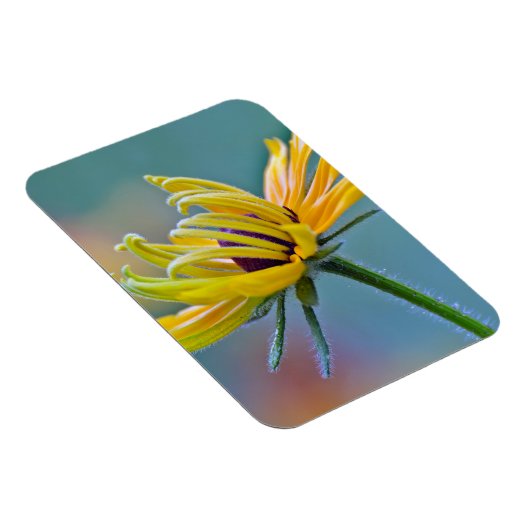 Schwarz-mit Augen Susan Magnet (Rechte Seite)