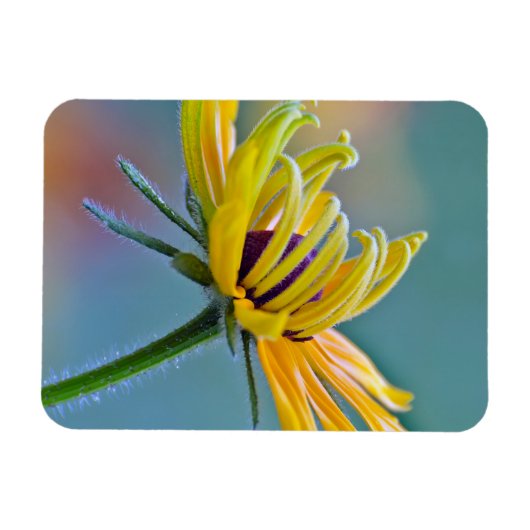 Schwarz-mit Augen Susan Magnet (Horizontal)