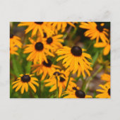 Schwarz-mit Augen Susan Maryland Staat Blume Postkarte (Vorderseite)