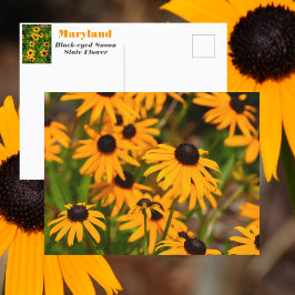 Schwarz-mit Augen Susan Maryland Staat Blume Postkarte