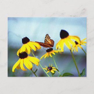 schwarz-mit Augen Susan mit Schmetterling 1 Postkarte