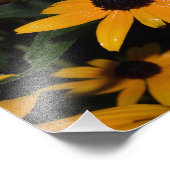 Schwarz-mit Augen Susan. Nach dem Regen. Foto. Fotodruck (Ecke)