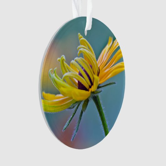 Schwarz-mit Augen Susan Ornament (Vorderseite)