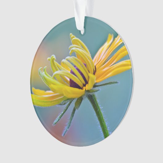 Schwarz-mit Augen Susan Ornament (Vorderseite)