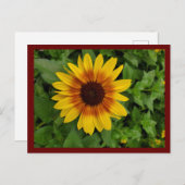 Schwarz-mit Augen Susan Postkarte (Vorne/Hinten)