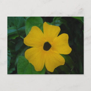 Schwarz-mit Augen Susan-Postkarte Postkarte