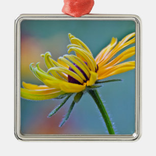 Schwarz-mit Augen Susan Silbernes Ornament