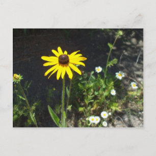 Schwarz-Mit Augen Susan-White-Blume Postkarte