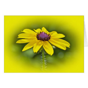 Schwarz-Mit Augen Susan-Wildblume