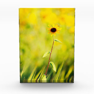 Schwarz-mit Augen Susan-Wildblume Fotoblock