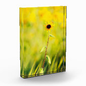 Schwarz-mit Augen Susan-Wildblume Fotoblock (Links)