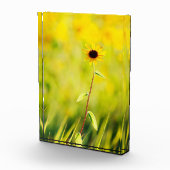 Schwarz-mit Augen Susan-Wildblume Fotoblock (Rechts)