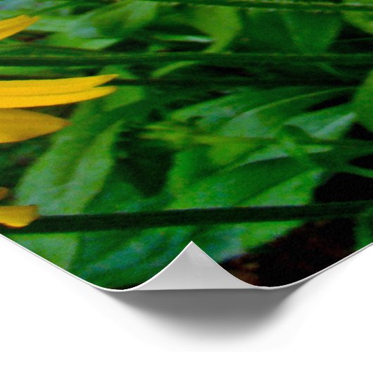 Schwarz-Mit Augen Susan-Wildblumen Poster (Ecke)