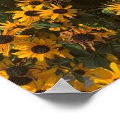 Schwarz-mit Augen-Susans Blume, Blüte, Fotografie Poster (Ecke)