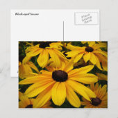 Schwarz-Mit Augen Susans Postkarte (Vorne/Hinten)